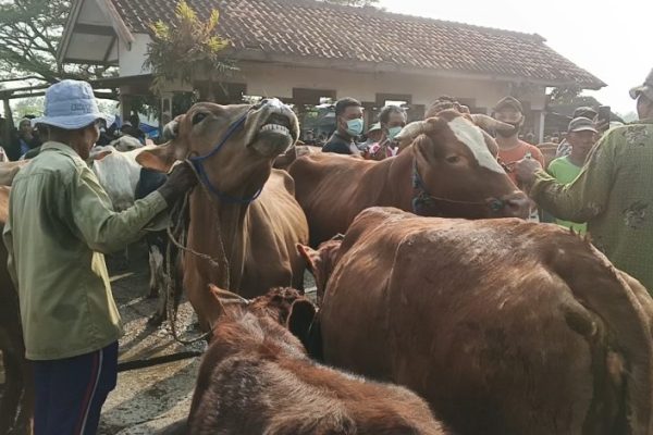 Bupati Blora Pantau Hewan Ternak Dipasar Pon Menjelang Idul Adha