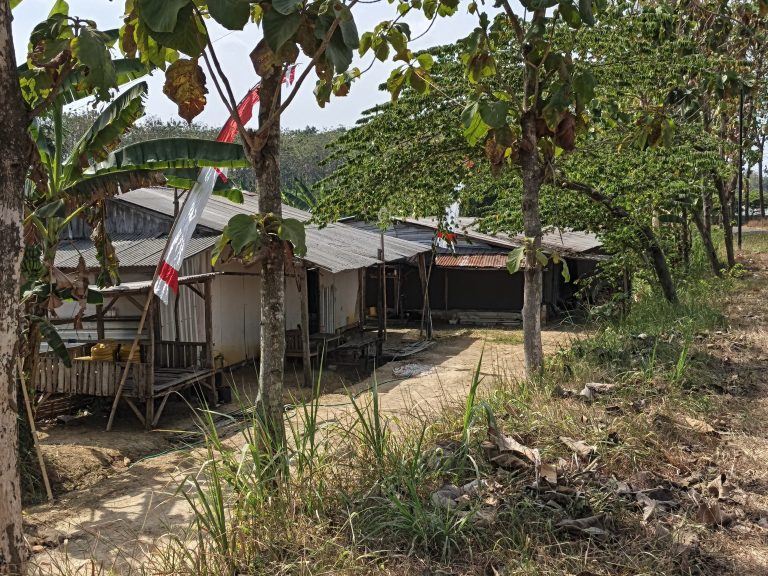 Warga Gunungan Todanan Sukses Beternak Ayam Broiler 17 Kandang Gerakkan Ekonomi Desa